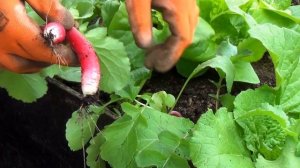 Пекинская капуста от посева до урожая Московская область