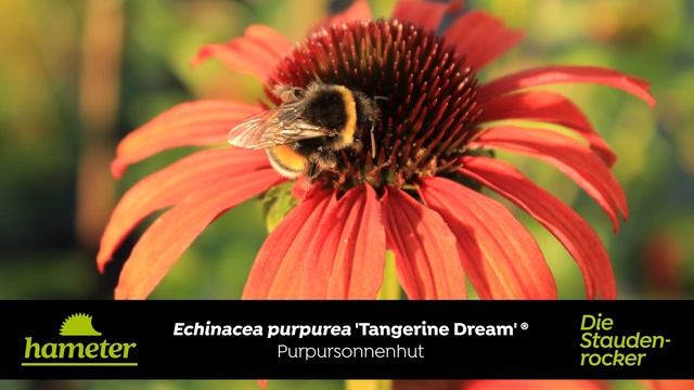 Echinacea purpurea 'Tangerine Dream'® - Purpursonnenhaut смотреть онлайн