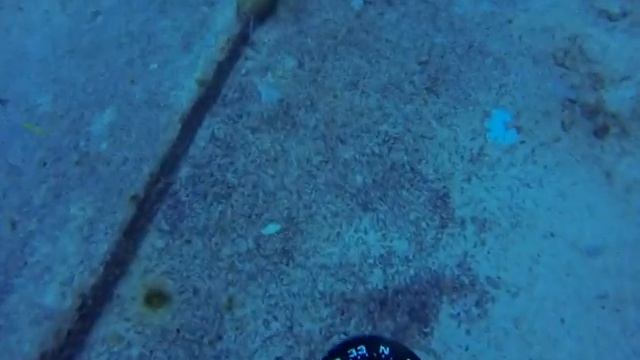 Shark Dive with UNEXSO Port Lucaya смотреть онлайн