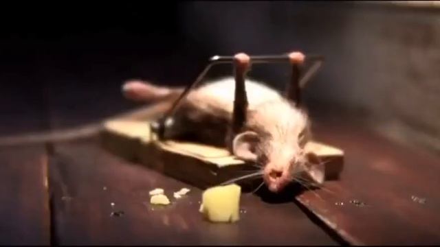 Myshka-kachaetsya-v-myshelovke.
