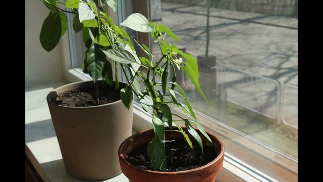 timelapse chili смотреть онлайн