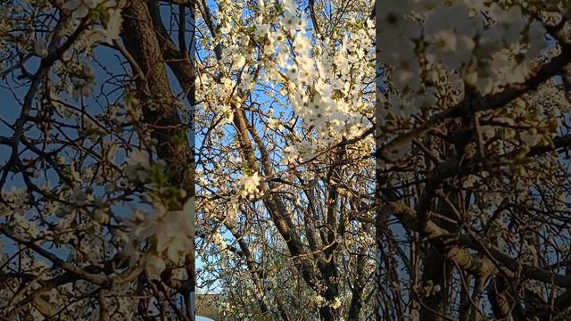 Цветение алычи. Весна #цветы #garden #shortvideo #цветыдлядома
