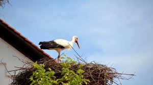 Песенка про аиста. Лена Могучева