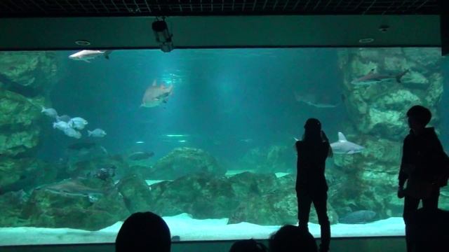 океанариум13 смотреть онлайн