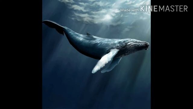 пение горбатых китов. смотреть онлайн