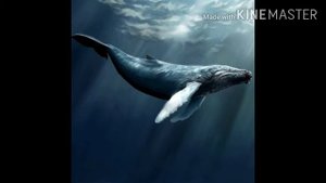 пение горбатых китов.