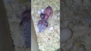 Волнистые попугаи, малыши (26 января 2017 г.)