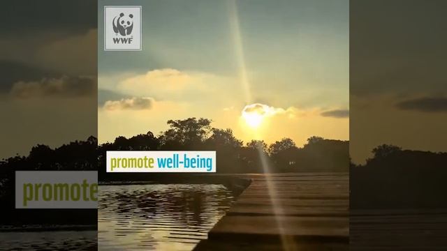 How close are our wetlands? смотреть онлайн