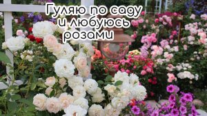 Гуляю и любуюсь розами. Зацвели лилии