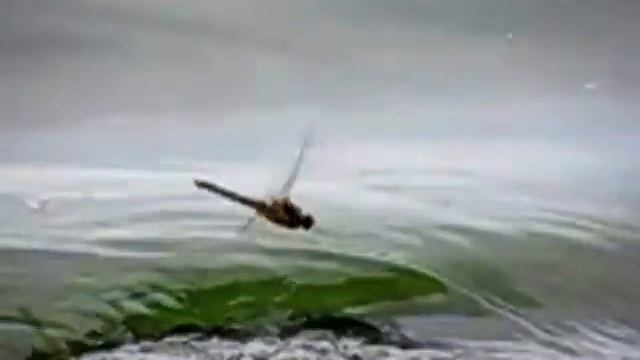 Полет стрекозы смотреть онлайн