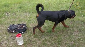 226. Занятие с ротвейлером.