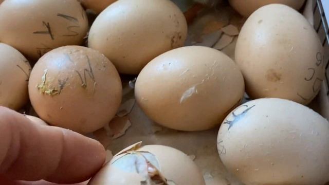 Вывела новую ветку ТЁМНЫЕ МИНИ МЯСНЫЕ КУРЫ//Инкубация цыплят Мини мясные тёмные Хитрук Елена Украин