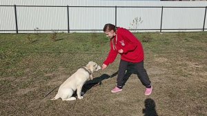 371. Дрессировка щенка Алабая.