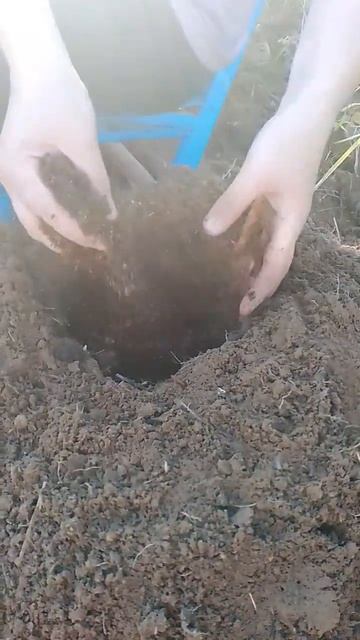 ПОСАДКА АРБУЗОВ При такой посадке арбузы вырастают очень сладкие и крупные!!!