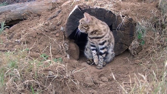 Diva and Boy: A devoted black-footed cat mother and her kitten смотреть онлайн