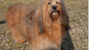 Гаванская болонка Чентао Парк