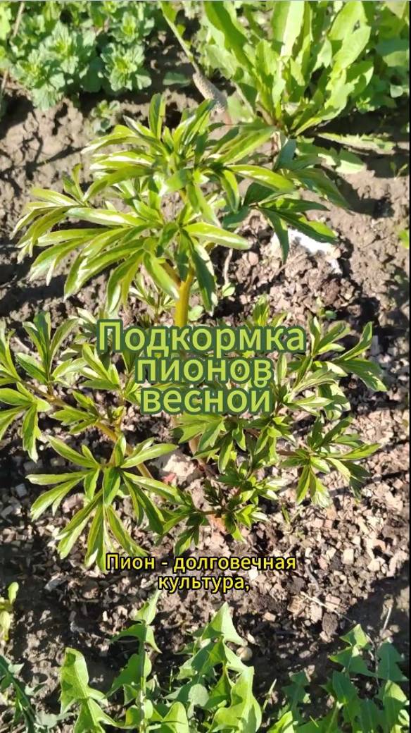 Подкормка пионов весной пролонгированным органическим удобрениям #пионы #shorts