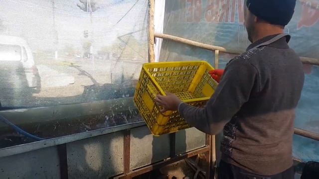 Илонбалик бокиш, Ilon bosh boqish. Уй шаройитида илон балик бокиш. смотреть онлайн