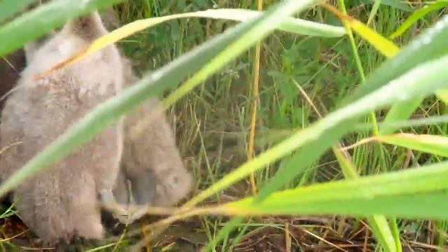 Сонные лебедята смотреть онлайн