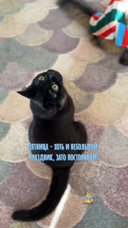 Весёлой пятницы!😸🎉 #котики #пятница #кошки