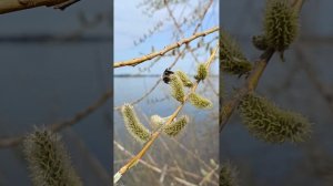 Пчелы, мухи и бабочки на вербе у Камы