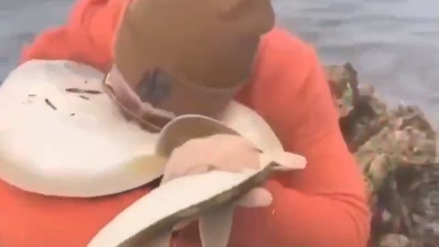 #shorts Уси-пуси со скатом смотреть онлайн