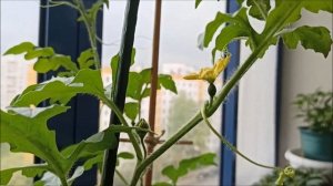 Как вырастить Арбуз у себя на балконе.