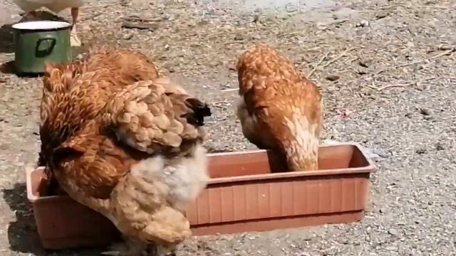 #Печьподказан#птичийдвор#лапша# Влог нескольких дней. Птичий двор. Теплица, лапша, печь под казан. смотреть онлайн