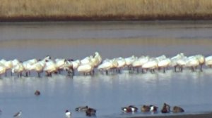 Редкие птицы вернулись в Дальневосточный морской заповедник