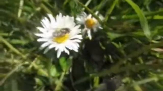 Syrphidae смотреть онлайн