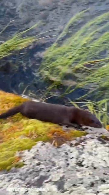Northern Karelia. Wild mink / Северная Карелия. Дикая норка