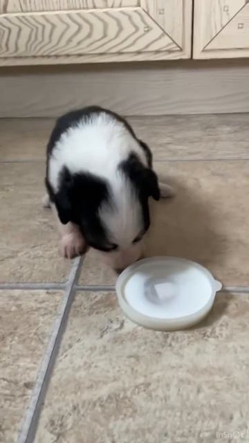 Спасли маленького щеночка и приютили #животные #музыка #щенок #питомцы смотреть онлайн