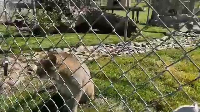 Virtual Visit with the Bobcats of Lions Tigers & Bears смотреть онлайн