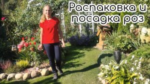 Распаковка и посадка роз Питомник Душа Сада