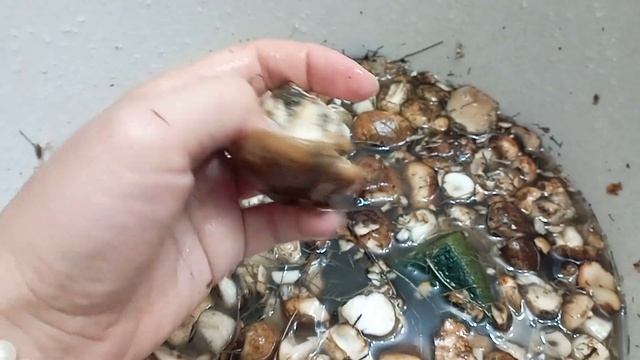 Зібрали грибочків🍄 Перші цієї осені 🍁Тополева порядовка👍🔥#гриби#осіннігриби#природа#осінь#україна смотреть онлайн