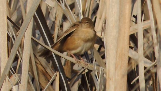 Običan cvrčić - Locustella luscinioides - Savi's warbler смотреть онлайн