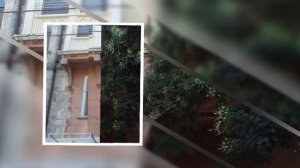 Вот снова этот двор...