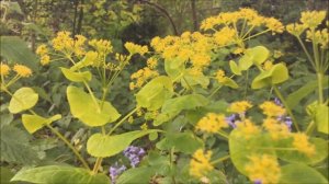 Doorwaskervel (Smyrnium perfoliatum) - 2017-05-07