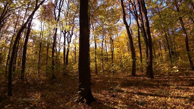 1 Hour of sounds of the autumn forest and falling leaves [4K]. Oсенний лес. शरद वन। смотреть онлайн