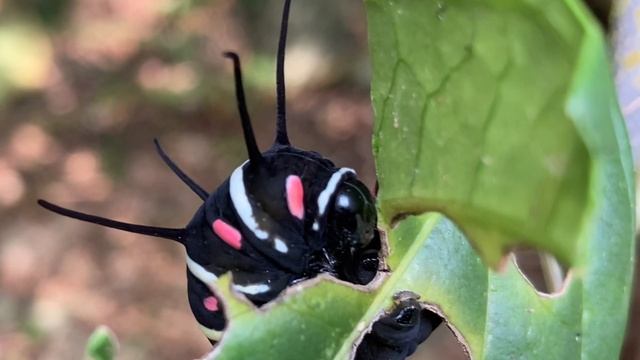 オオゴマダラの幼虫はとても個性的です😉Idea leuconoe clara　沖縄の昆虫 смотреть онлайн