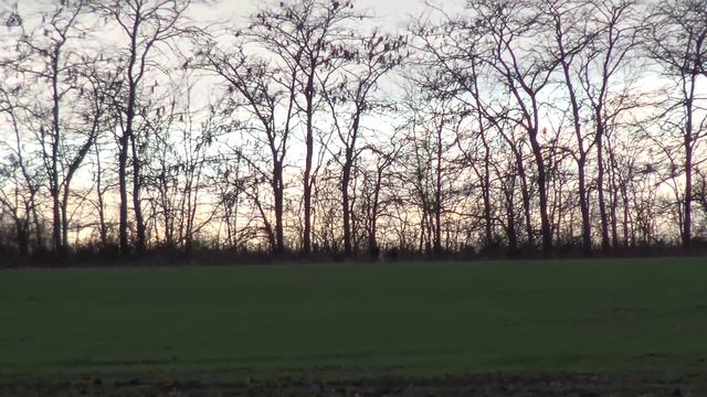 Работа Каманч черный ,Мара палев., Кьянти Мия черная. смотреть онлайн