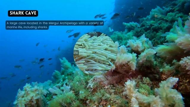 [2023] Myanmar Dive Sites That Will Blow Your Mind: Our Top 10 Scuba Diving Locations смотреть онлайн