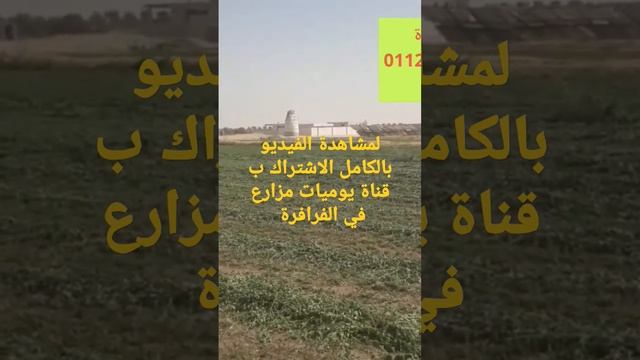 البرسيم الحجازي في الوادي الجديد смотреть онлайн
