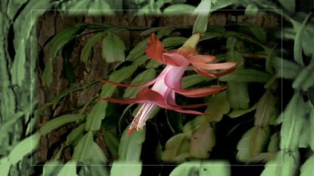 Возрождение С 8 Марта смотреть онлайн