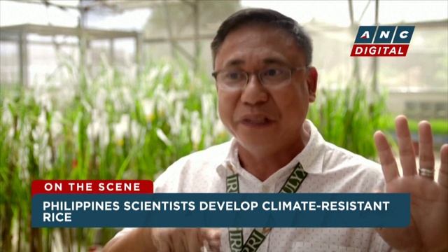 LOOK: Philippines scientists test experimental climate-resistant rice  ANC