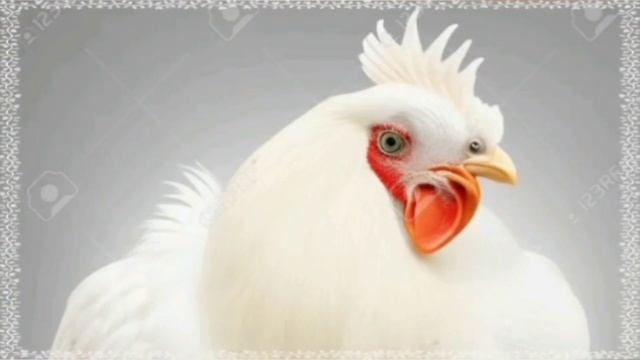 музыка петух music cock #музыка #петух #children #для дети #курица смотреть онлайн