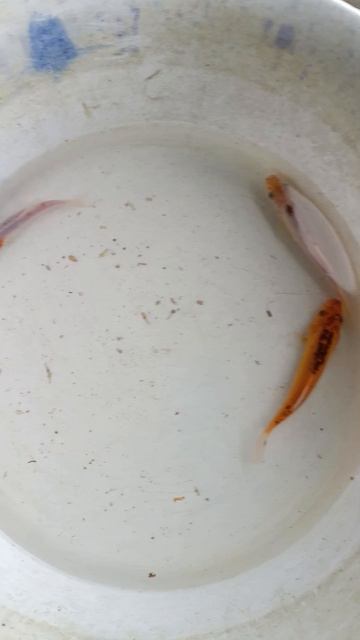 линь смотреть онлайн