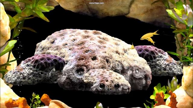 Морская странница смотреть онлайн