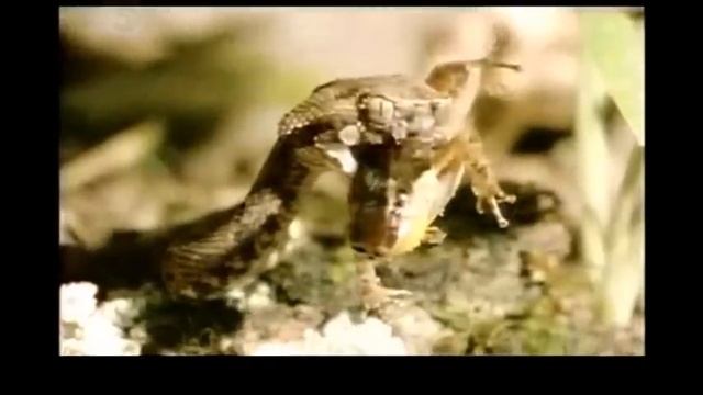 Survival in the Amazon Rainforest смотреть онлайн