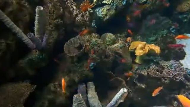 fish 568 смотреть онлайн